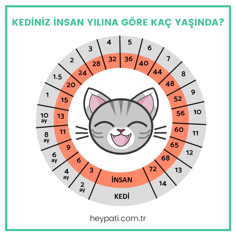 heypativet's tweet photo. Kediniz İnsan Yılına Göre Kaç Yaşında? hiç merak ettiniz mi? #Kedi #hayvanhakları #salı https://t.co/e9T6MZvjug https://t.co/d51Ffdoxin