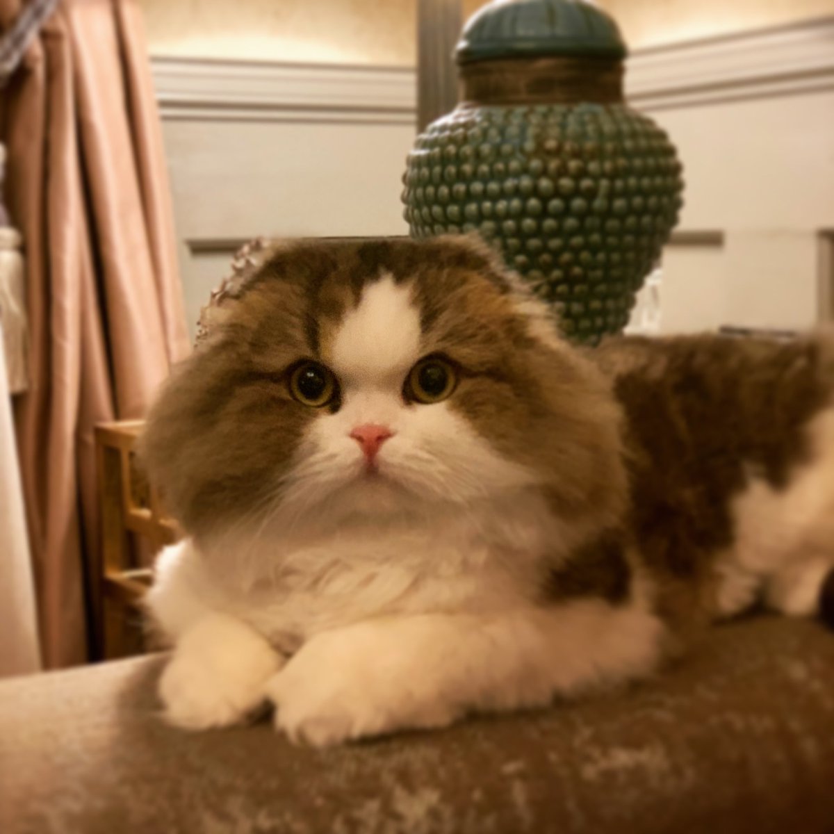 popping66's tweet photo. ココはあたしの場所っ！

メルちゃん必死の訴え中 https://t.co/SxByl0LTx3