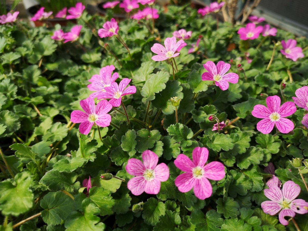 Ya está aquí la #Primavera