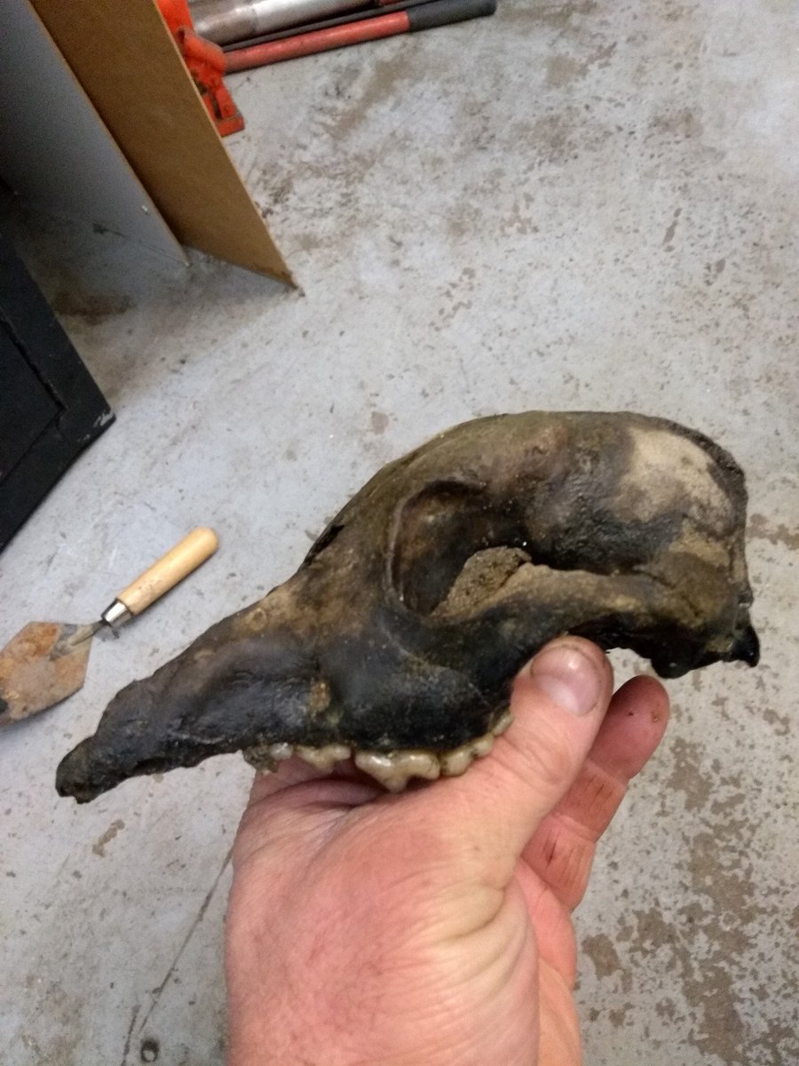 MartinBushell1's tweet image. Found on #TheThames Foreshore buried at lowtide. Dog/Fox Skull. Could this be as old as #Neolithic #Skull found last year. #howtotell No #Thamescrustation Imagine a 6,000 year old pet #petcemetary