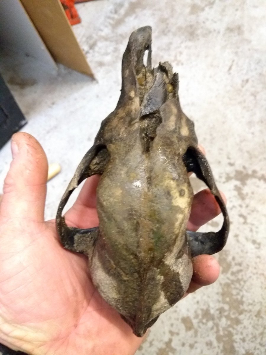 MartinBushell1's tweet image. Found on #TheThames Foreshore buried at lowtide. Dog/Fox Skull. Could this be as old as #Neolithic #Skull found last year. #howtotell No #Thamescrustation Imagine a 6,000 year old pet #petcemetary