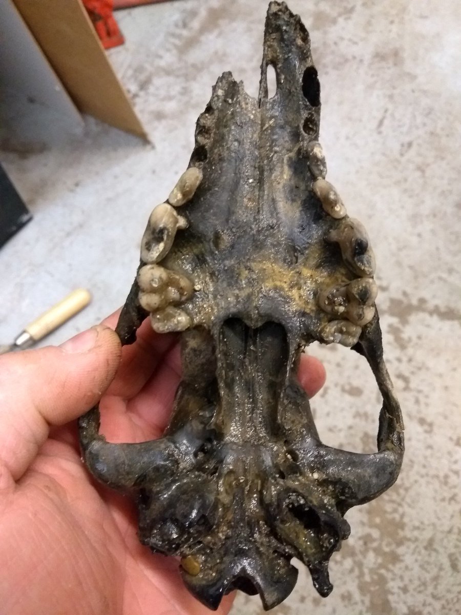 MartinBushell1's tweet image. Found on #TheThames Foreshore buried at lowtide. Dog/Fox Skull. Could this be as old as #Neolithic #Skull found last year. #howtotell No #Thamescrustation Imagine a 6,000 year old pet #petcemetary