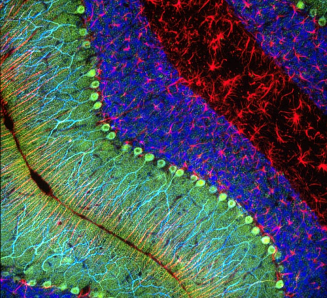 SciTechDiploHub's tweet photo. Since 2013, the world powers have all launched ambitious projects in brain research:

🇪🇺 Human Brain Project
🇺🇸 BRAIN Initiative
🇯🇵 Brain MINDS 
🇨🇳 China Brain Project

#CanberraDeclaration shaped the future of int’l collaboration &amp; ethics in #neuroscience.

#BrainAwarenessWeek https://t.co/idtvAC2lOC
