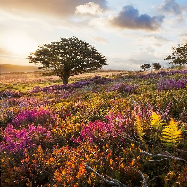 A stunning Exmoor meadow at sunrise to serve as a reminder of how beautiful our country really is. · · ·
📷 by Steve Mahy / Getty
 #exmoor #sunrise #countryside #beautifulbritain ift.tt/2TNxSE6