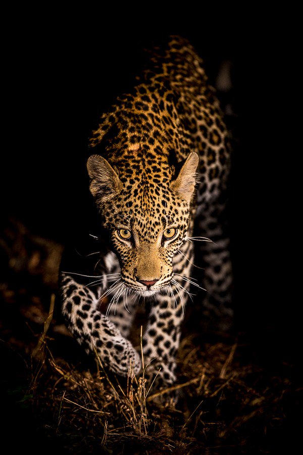 InsideSafari's tweet photo. We Live in a world🌍 that is full of beauty, charm and adventure. There is no end to the adventure we can have if only we seek them with our eyes open. #InsideAfricaExperience🦏 #TuesdayThoughts https://t.co/uWQW9JGDt8