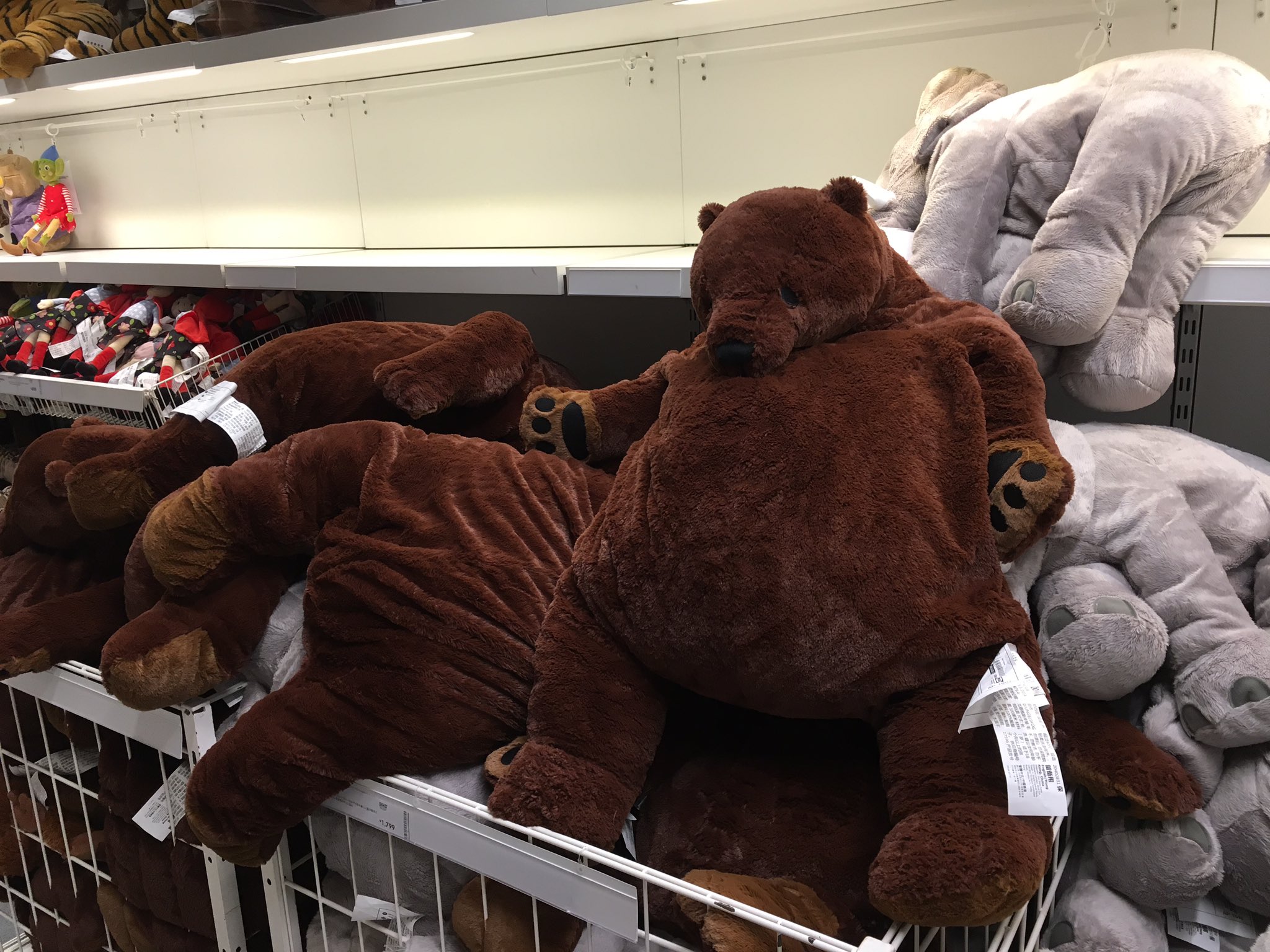تويتر 禰宜宜宜 على تويتر Ikeaの熊ぬいぐるみがすごいデブ T Co Jkry2ezi1d