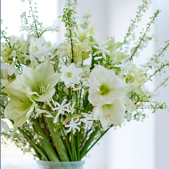 TcBrekelmans's tweet photo. Met haar stervormige uiterlijk is Amaryllis perfect voor echte supersterren! Diploma behaald of een nieuwe baan? #vijfsterren #cadeautip #doeslief #goedemorgen https://t.co/YezF7hMtRq