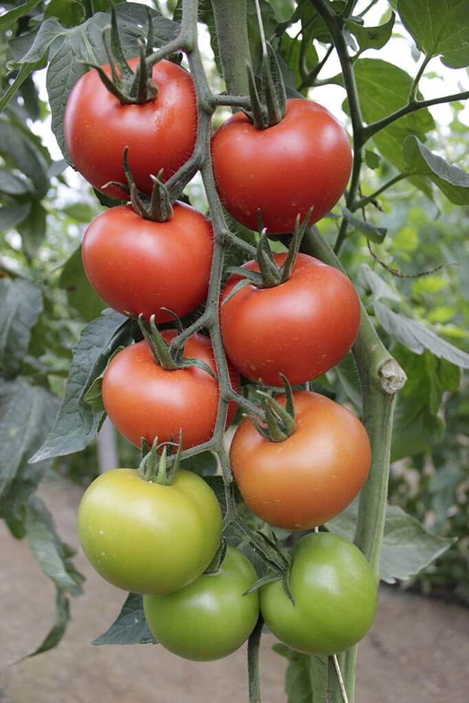 Agri__nature's tweet photo. #FelizMartes!!! Sabes que el #tomateredondo #Fahara de Agrinature es tu mejor opción si estás pensando en #cultivar en #ecológico? Llámanos al 950 30 63 34 y te daremos toda la información que necesites!!! 🍅🍅🍅#semillasdetomate #tomateecológico  #agriculturaecológica https://t.co/ZF7vfnZG9d