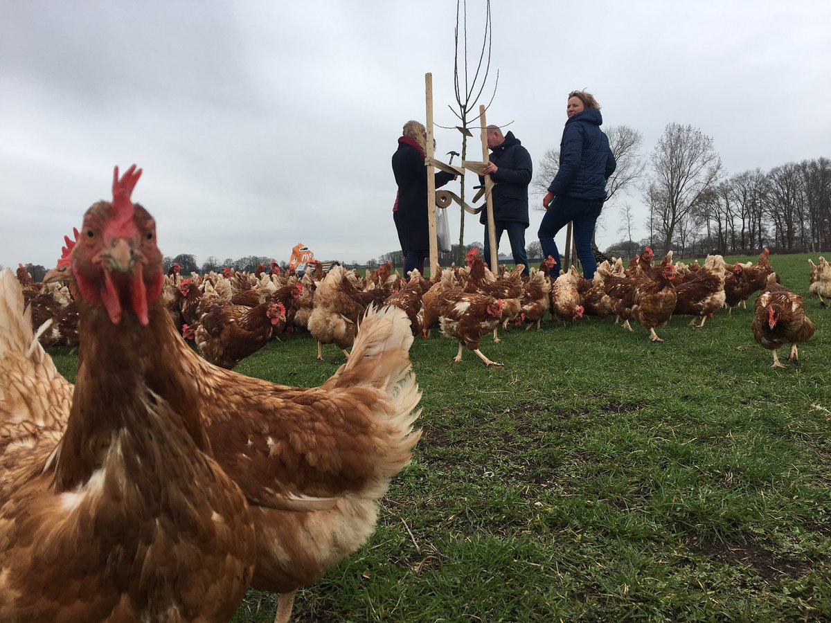 urgenda's tweet photo. De eerste boom in de Gelderse #BosBattle is onder grote belangstelling geplant bij de biologische kippenhouderij van @Connyvandentop. https://t.co/o6rRi4FRe1