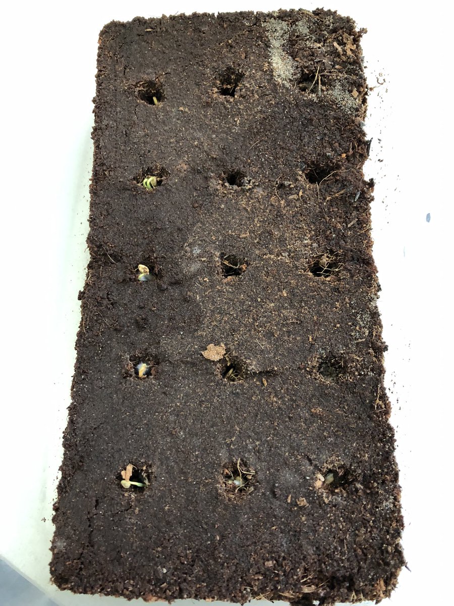 Good morning! #chilli