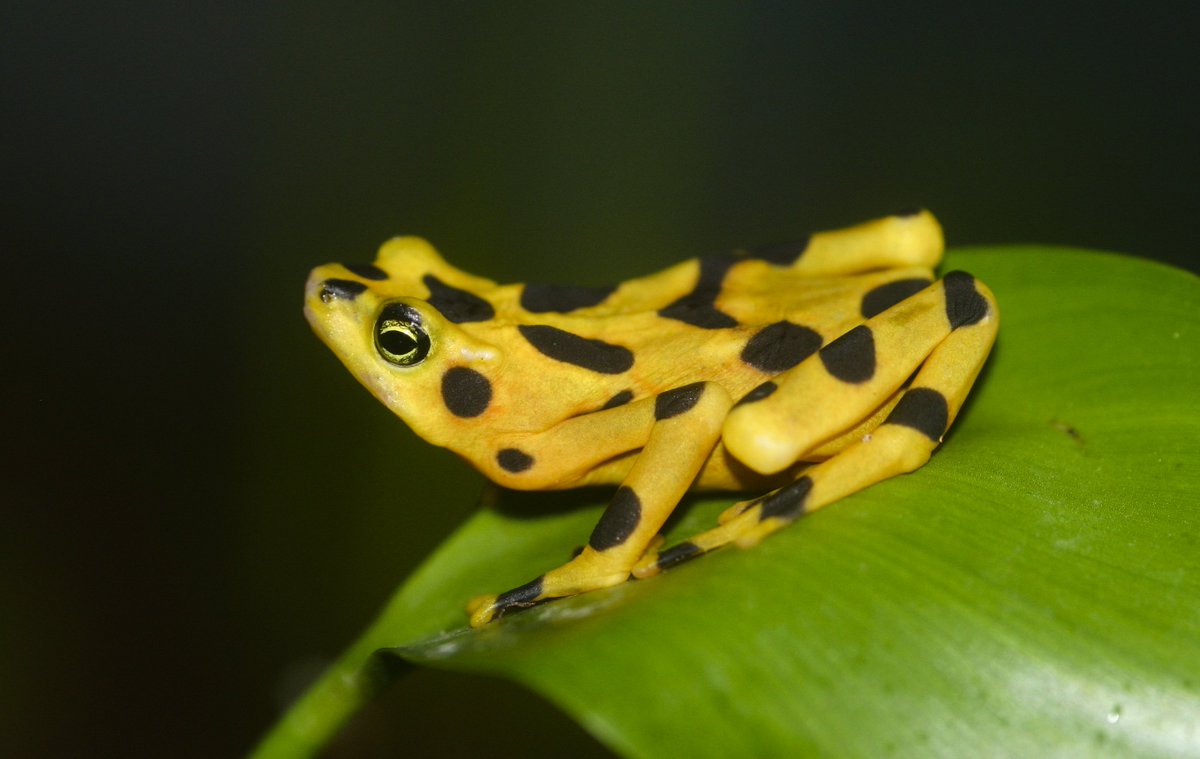 Bacteria in frog skin may help fight fungal infections in humans
#tismet2019 #tissueengineering #regenerativemedicine #confernece #london #europe #unitedkingdom #2moredaystogo
More: bit.ly/2L0waXN