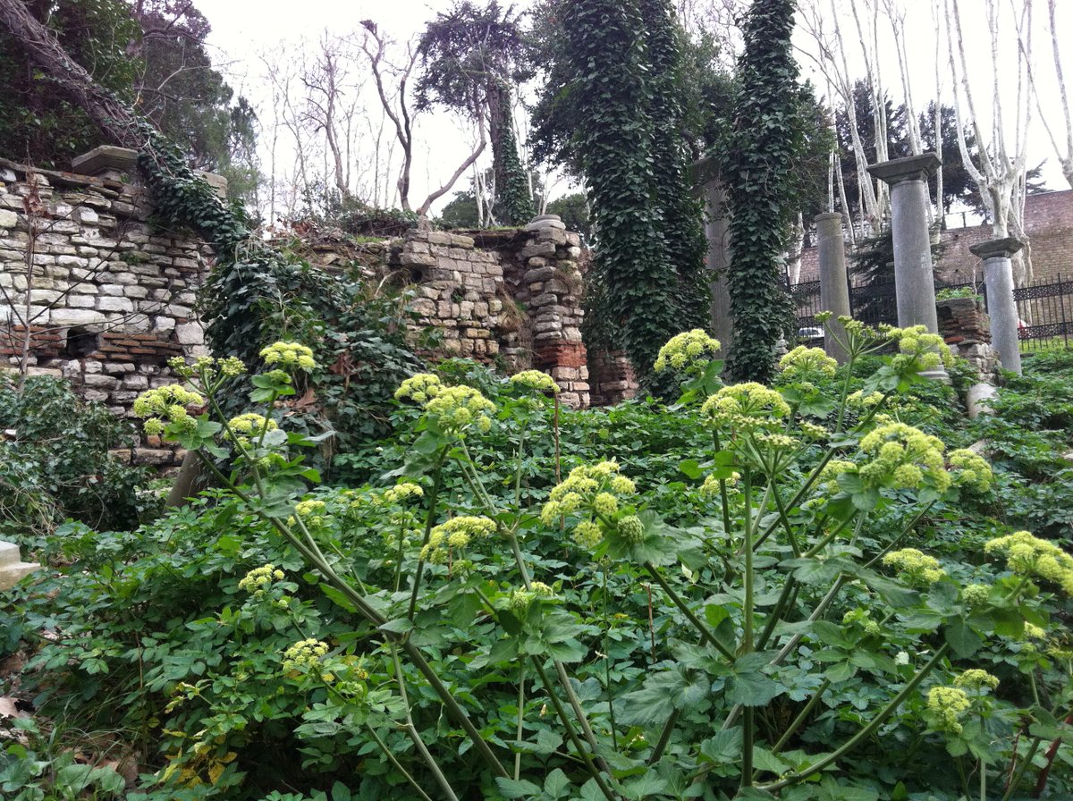 Cemreler düşmüş olsa da bahardan önce son bir soğuk dönemeci daha var; Kocakarı Soğukları ya da asıl adı ile Berdül'acüz.
#busehirdeturistolsam #cemre #kocakarısoğukları #berdülacüz #gülhane #bahar #istanbul