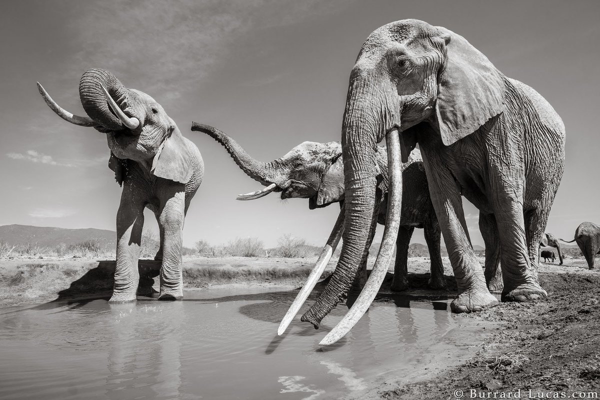 BBCNewsbeat's tweet photo. "If there were a Queen of Elephants, it would surely have been her."

Known as F_MU1, she roamed the plains of Tsavo in Kenya for more than 60 years.

She was a "super tusker", with tusks so long they reached the ground

Read more: https://t.co/6dIps1PliX https://t.co/cGBsEVspuA