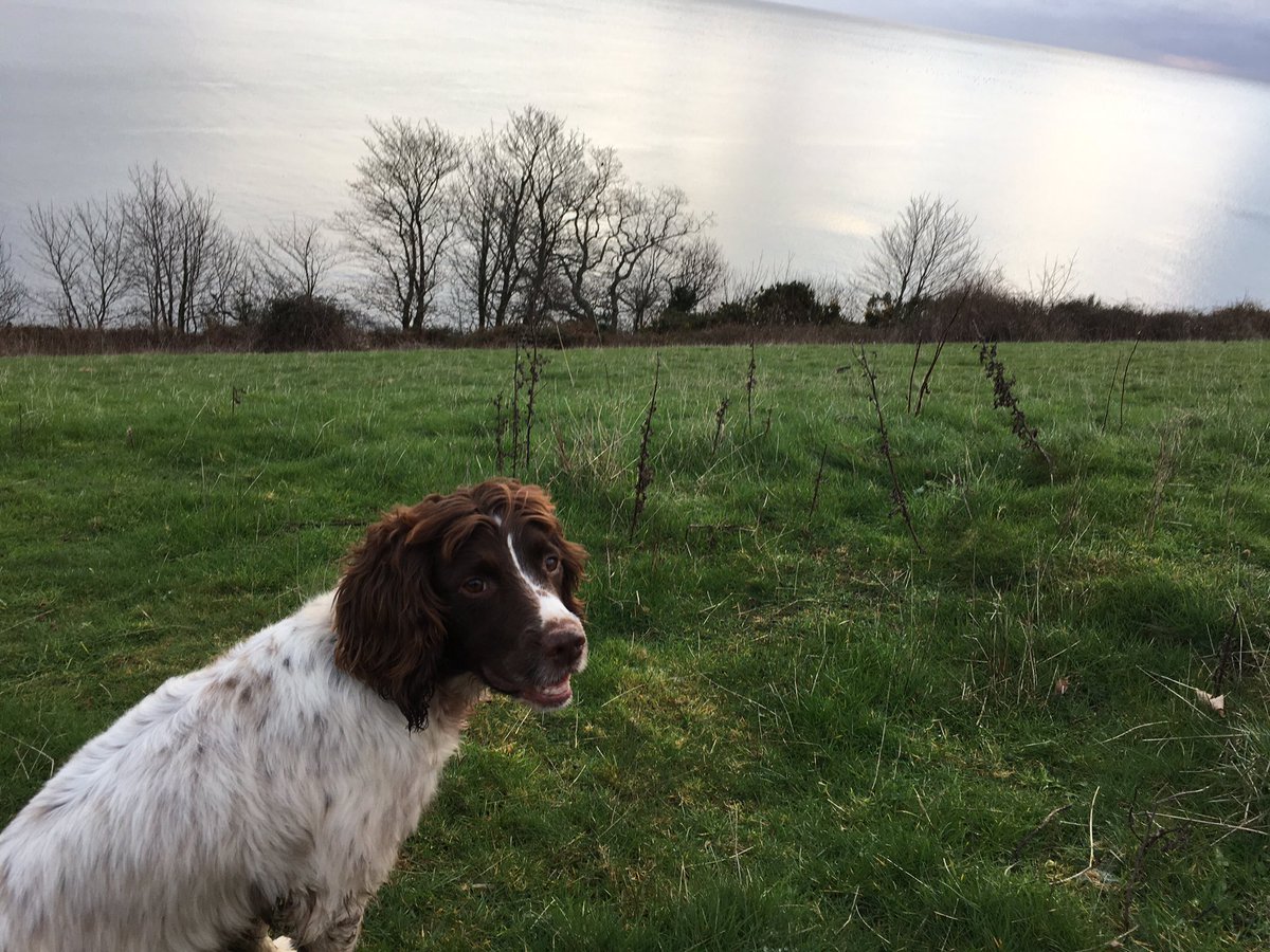 MrsPJnr's tweet photo. @Divine_Miss_Em Just seen your interview on Lorraine - so true without my dog I don’t think I could have got up everyday after I lost my husband! She is my rock! Going to get the book today! https://t.co/jT7S8yTj9z