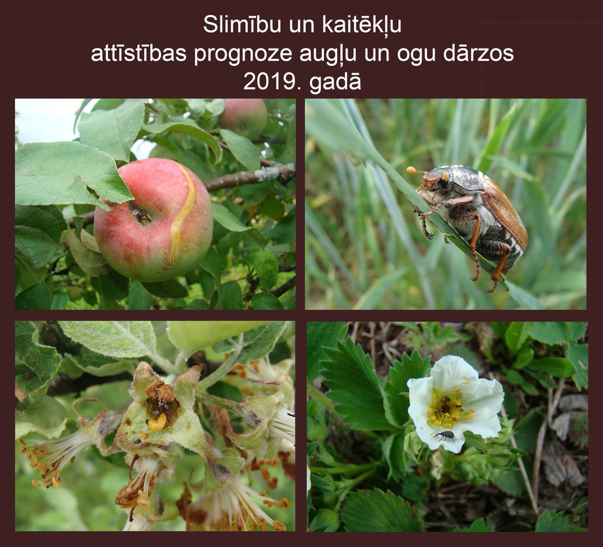 ‼️📢Slimību un kaitēkļu attīstības prognoze augļu un ogu dārzos 2019. gadā 🍃🌿🍎🍓#VAADprognoze noverojumi.vaad.gov.lv/jaunumi/raksti…