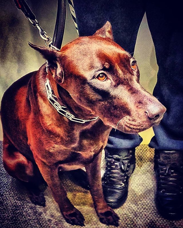 saurabharora's tweet image. her name is Luna , she&apos;s a bit shy 🐶
.
#autohash #toronto #canada #ontario #dog #doglife #doglove #dogsofinsta #animal #mammal #pet #cute #canine #puppy #purebred #studio #pedigree #adorable #little #friendship #breed #fur #young #carnivore #downtown… ift.tt/2Hrd0vX