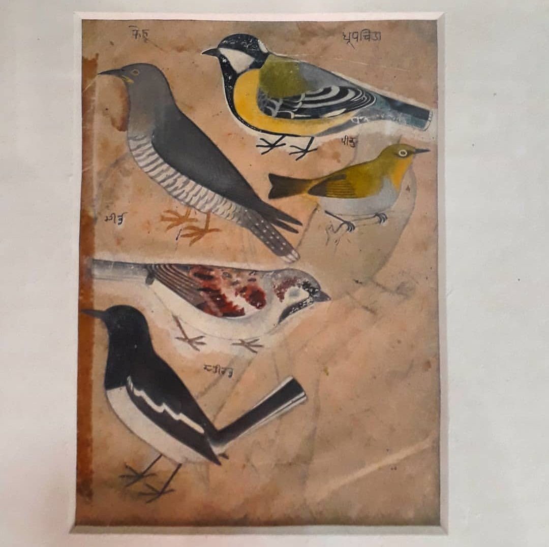 Shimla_wala's tweet photo. A late 18th Century Pahari Miniature at Govt Museum &amp; Art Gallery,Chandigarh showing Birds like Magpie, Robin, White-eye, Common Sparrow &amp; Great Tit with names written in tankri script...
#Birdsofhimachal #Natures_beauty #PahariPaintings https://t.co/brF2A5kLvz