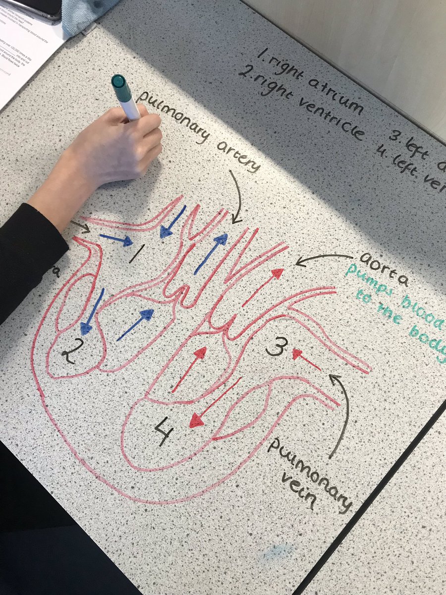 BiologyEa's tweet image. Heart structure revision in preparation for their dissection on Thursday - N5’s getting stuck into the workings of the circulatory system ❤️🧠 #heartstructure #life #multicellularorganisms #n5biology #teamEA