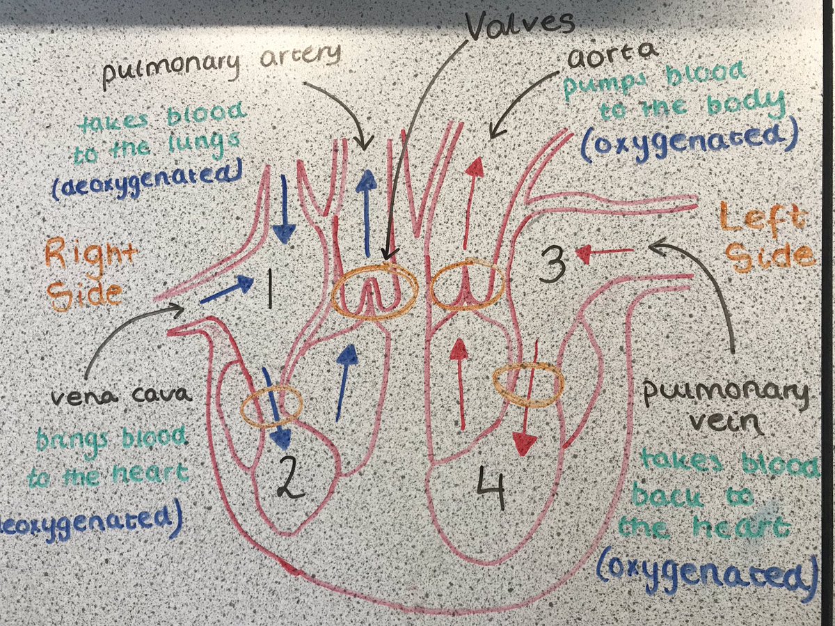 BiologyEa's tweet image. Heart structure revision in preparation for their dissection on Thursday - N5’s getting stuck into the workings of the circulatory system ❤️🧠 #heartstructure #life #multicellularorganisms #n5biology #teamEA