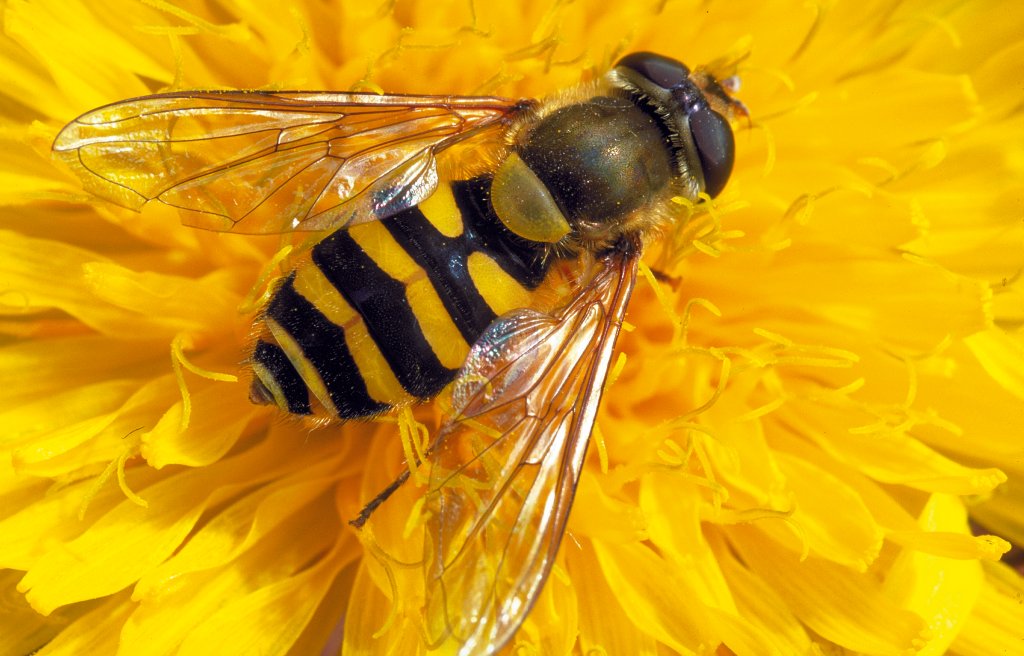 In our blog today we are making a plea to give dandelions a break. These bold yellow flowers can be a wonderful source of food for hungry pollinators.  More @ scottishpollinators.wordpress.com/2019/03/11/tak…