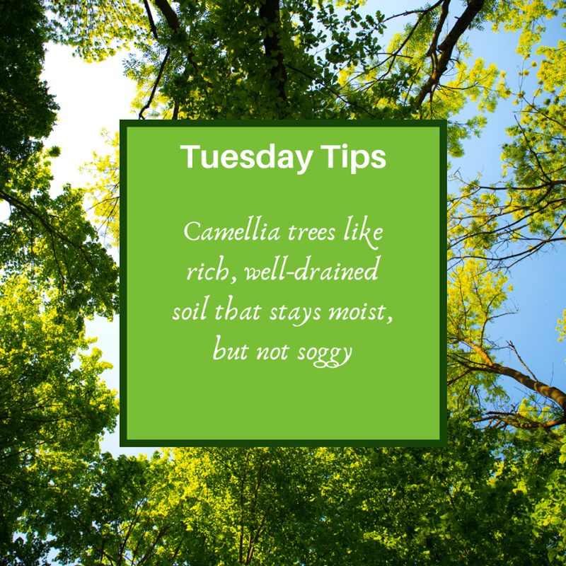 AboveBeyond_Tre's tweet photo. #TuesdayTips #treecare #treeslove #treeservie https://t.co/eVcwi1xnjF
