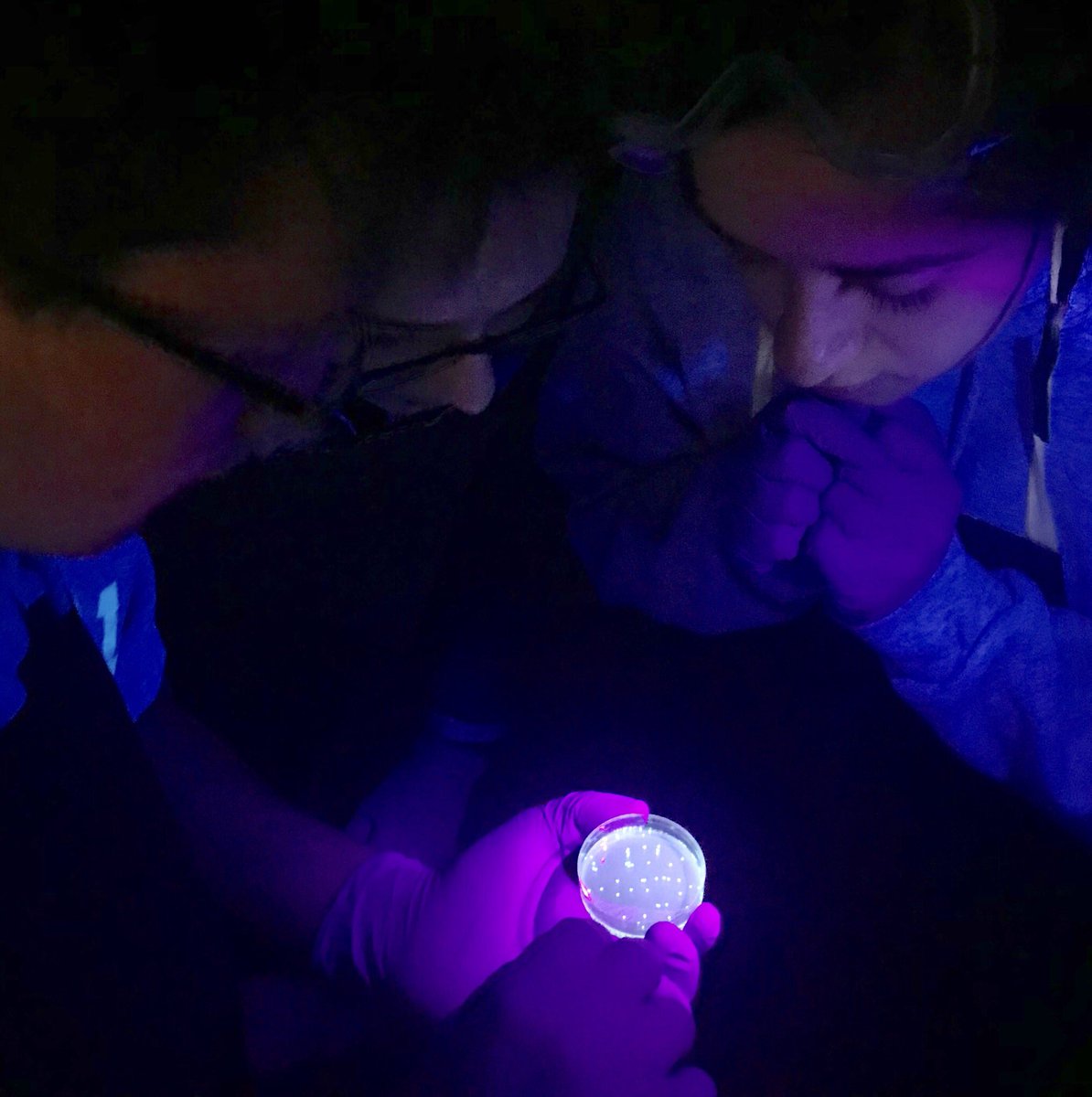 PrincipalCetner's tweet photo. Students in @AJaroBHS AP Bio class were conducting a bacterial transformation lab today - and having lots of fun!! #glowinthedarkbacteria #DNAtransfer #scienceisfun #AP4ALL @MassInsightEdu @CollegeBoard @bournehs @bps_slam @mryanbps https://t.co/PbEtNuEyI3