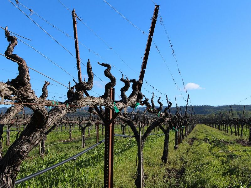 MAZEwines's tweet photo. MAZE Wines 2015 Cabernet Sauvignon Release - https://t.co/e2jYdn8pvC https://t.co/IcpqFmzAF2