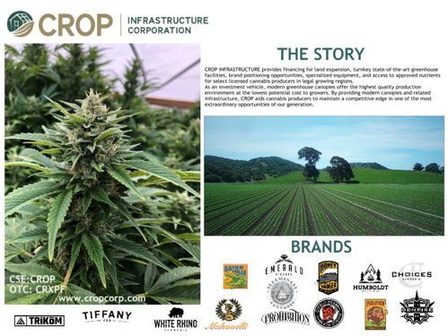 Momentum_PR's tweet photo. CROP Washington Tenant Brand Gets First Bulk Purchase and 31% THC Content Rating for Its Premium Flower -- $CROP @CROP_CSE #Cannabis #California #CRXPF #CropCorp #MarijuanaStocks #hemp #CBD #smallcap #momentumstocks #CSE #BNN--
Read the News Release here: https://t.co/7z1lnc76NE https://t.co/AtsyU7oLav