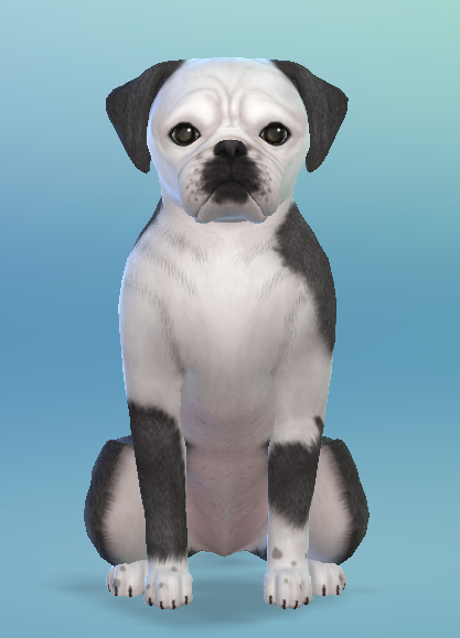 AshariaArt's tweet photo. 🐶+🐼=🖤 Panda Pug |#WIP #TheSims #TheSims4 #Sims #Pug #Asharia #AshariaArt https://t.co/9Q15XcepKq