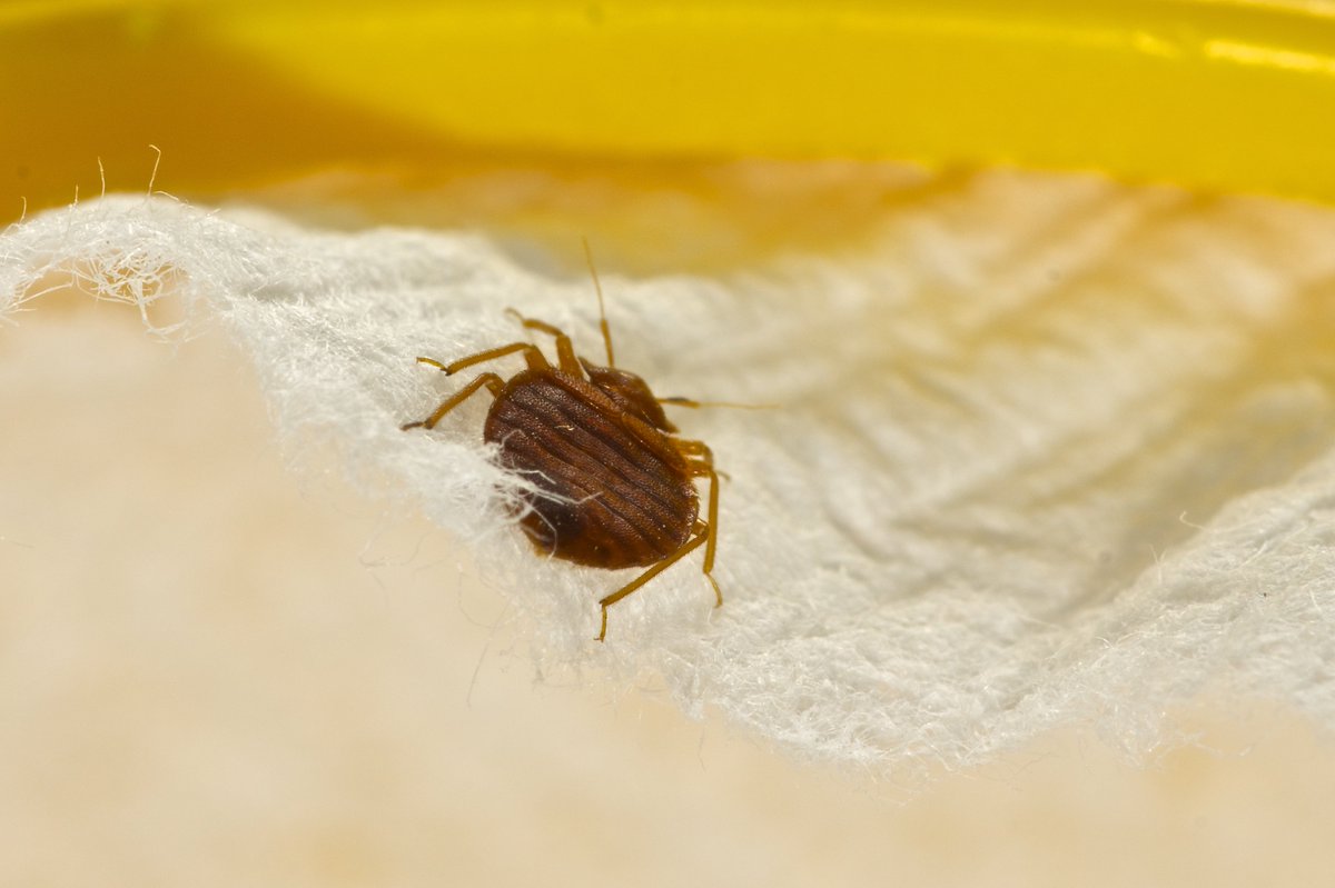 ransfordpest's tweet image. It&apos;s tough to remove a #bedbuginfestation once you have one, but if you&apos;re looking to get rid of #bedbugs heat may just be the key to the equation. Learn more here, then call @RansfordPest today: goo.gl/GYZp7E   #pestcontrol #pests #nobugs #worcester #shrewsbury