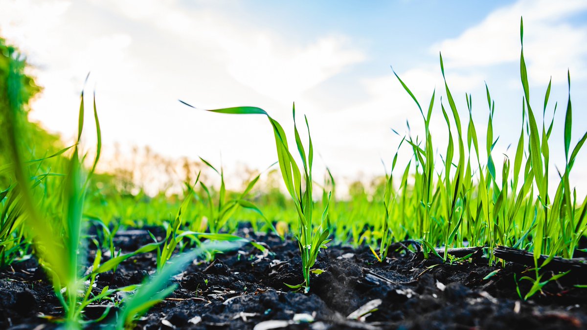 EurofinsAgroUK's tweet photo. What is DNA Multiscan? The testing identifies fungi and bacteria present within a plant before you can see them, giving you the information needed to decide which pesticides might be appropriate to use #croptesting https://t.co/tPdNY958Wm