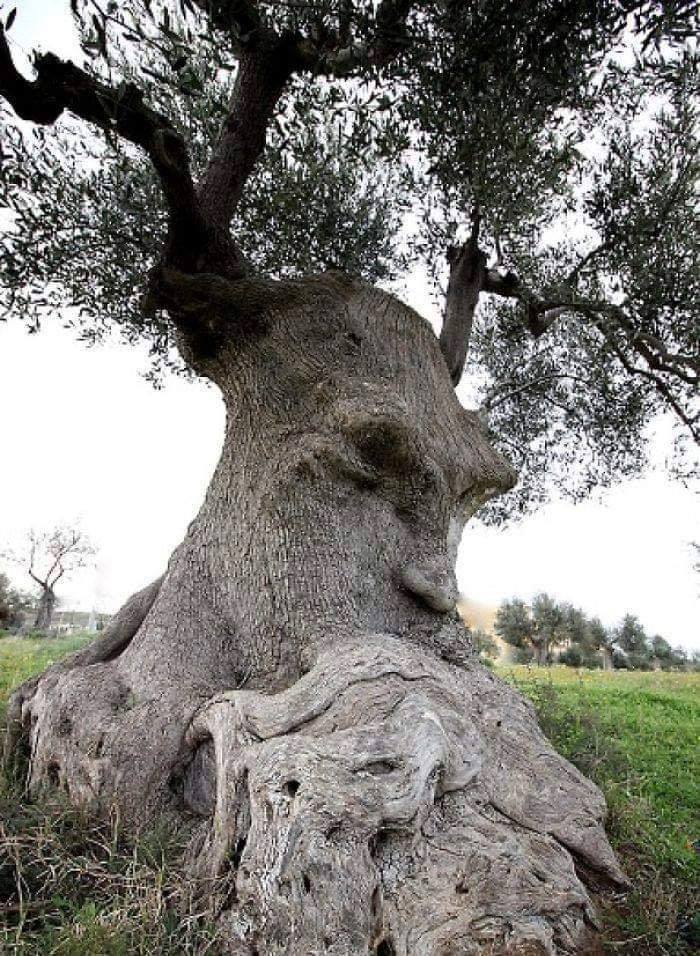 El Viejo árbol de Olivo Pensante, en Puglia, Italia 💖