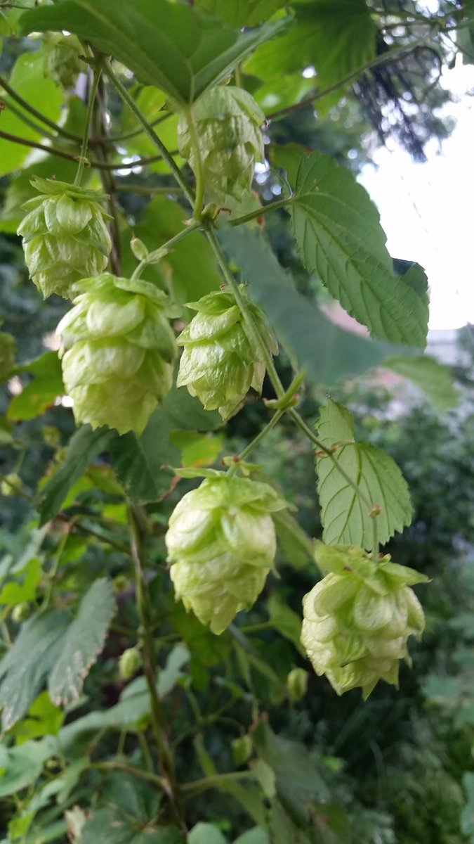 TopHopcomau's tweet image. My chinooks bring all the boys to the floor. #hops #australia