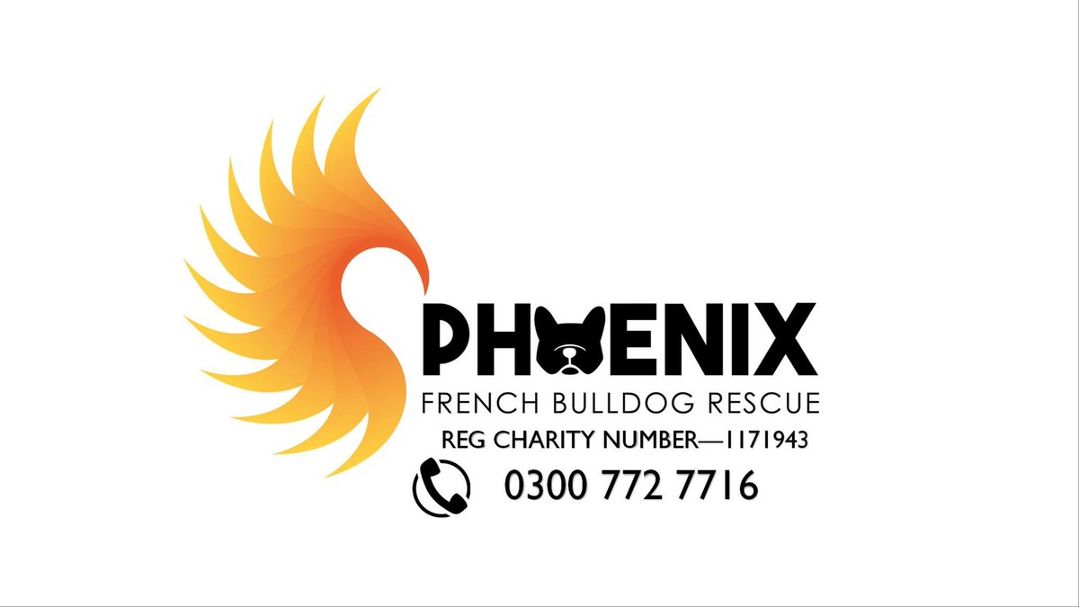 Phoenixfbrescue's tweet photo. Hellooo @CharlotteBTobin 👋🏻 I know I’ve mentioned this before, but... @Phoenixfbrescue needs your golden boy Eyal on board to help raise our rescue profile! I met & spoke with Eyal at #PupAid2018 and he was absolutely adorable 🥰 Might he be available at some point? 🤞🏻 https://t.co/5s5lTFViDA