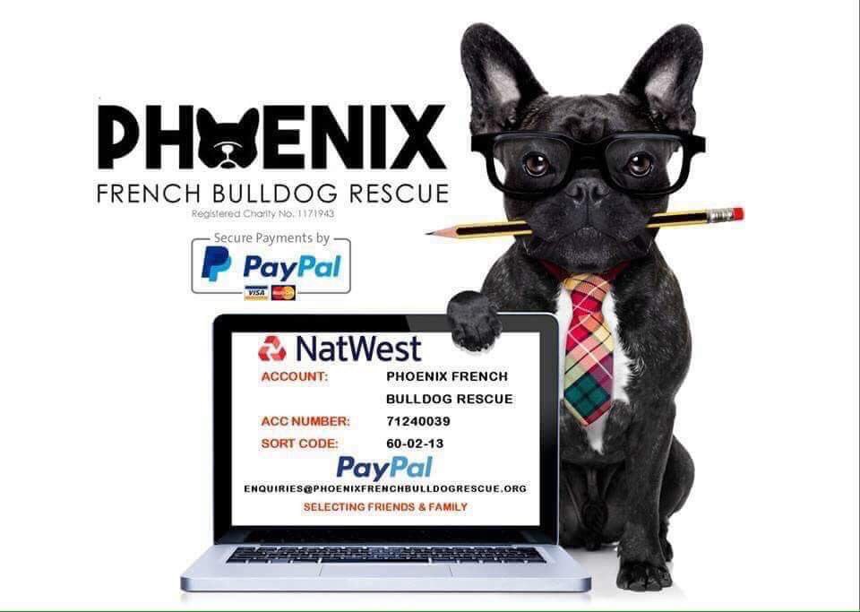 Phoenixfbrescue's tweet photo. Hellooo @CharlotteBTobin 👋🏻 I know I’ve mentioned this before, but... @Phoenixfbrescue needs your golden boy Eyal on board to help raise our rescue profile! I met & spoke with Eyal at #PupAid2018 and he was absolutely adorable 🥰 Might he be available at some point? 🤞🏻 https://t.co/5s5lTFViDA