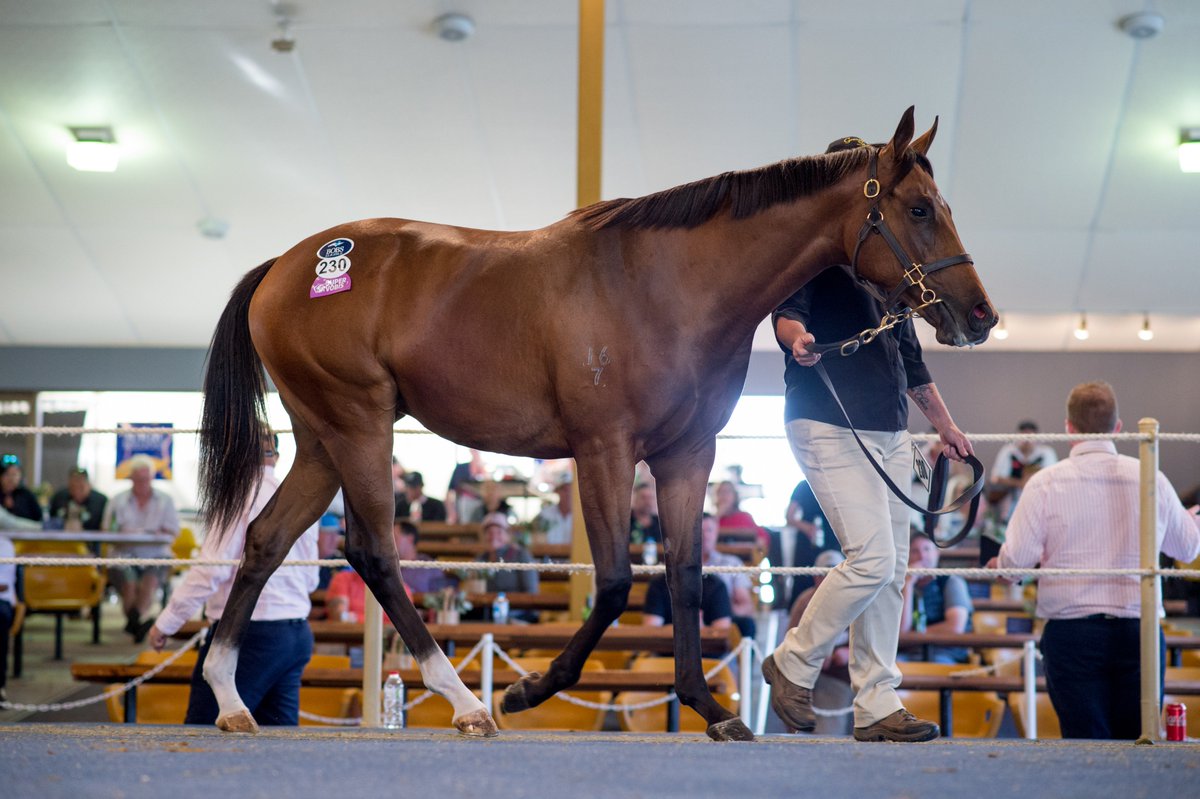 mmsnippets's tweet photo. Four of the five yearlings offered by Tasmanian vendors today at the Adelaide Yearling Sale sold for over $100,000. The other sold for $80,000. Thanks to @grenvillestud and @Armidale_Stud for your support!
#QualityYearlings #QualityPrices @BreedersTas https://t.co/4ZT98AEvr2