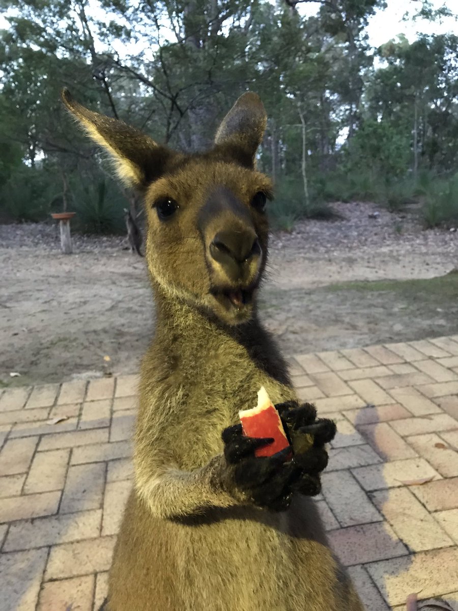 Hello Twitterland! I have a yummy apple! #kangaroo