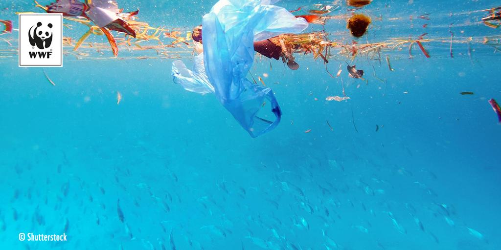 WWFFrance's tweet photo. 🌊 Le #WWF a lancé une pétition internationale pour lutter contre la pollution #plastique. Elle récolte déjà près de 400 000 signataires !

Retrouvez-la ici → https://t.co/28d7YBue7x #StopPollutionPlastique https://t.co/0JQMEtNVb9