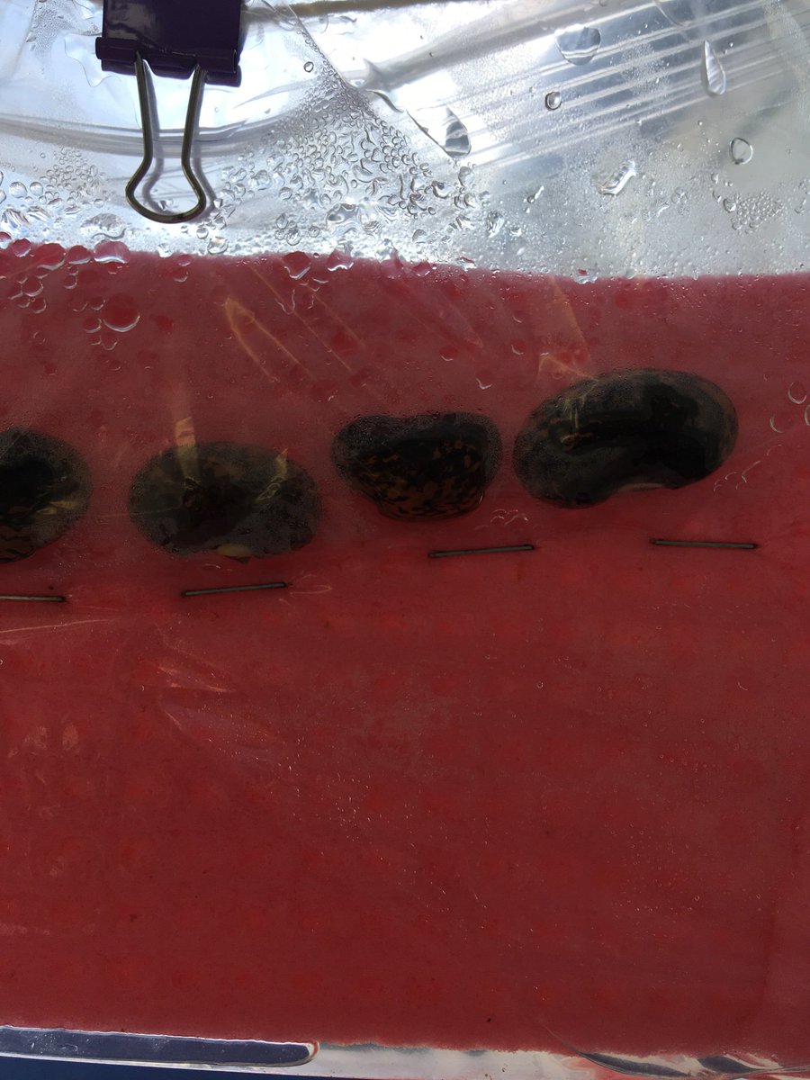 pjp_ie's tweet photo. Our Beany Bag Experiment is working ! Look at the little white roots starting to appear 🌱 #MsMagner #Science #Experimenttime @Usborne @science_blast @ScienceWeek @PDSTPrimSTEM https://t.co/Q4cZURR8VR