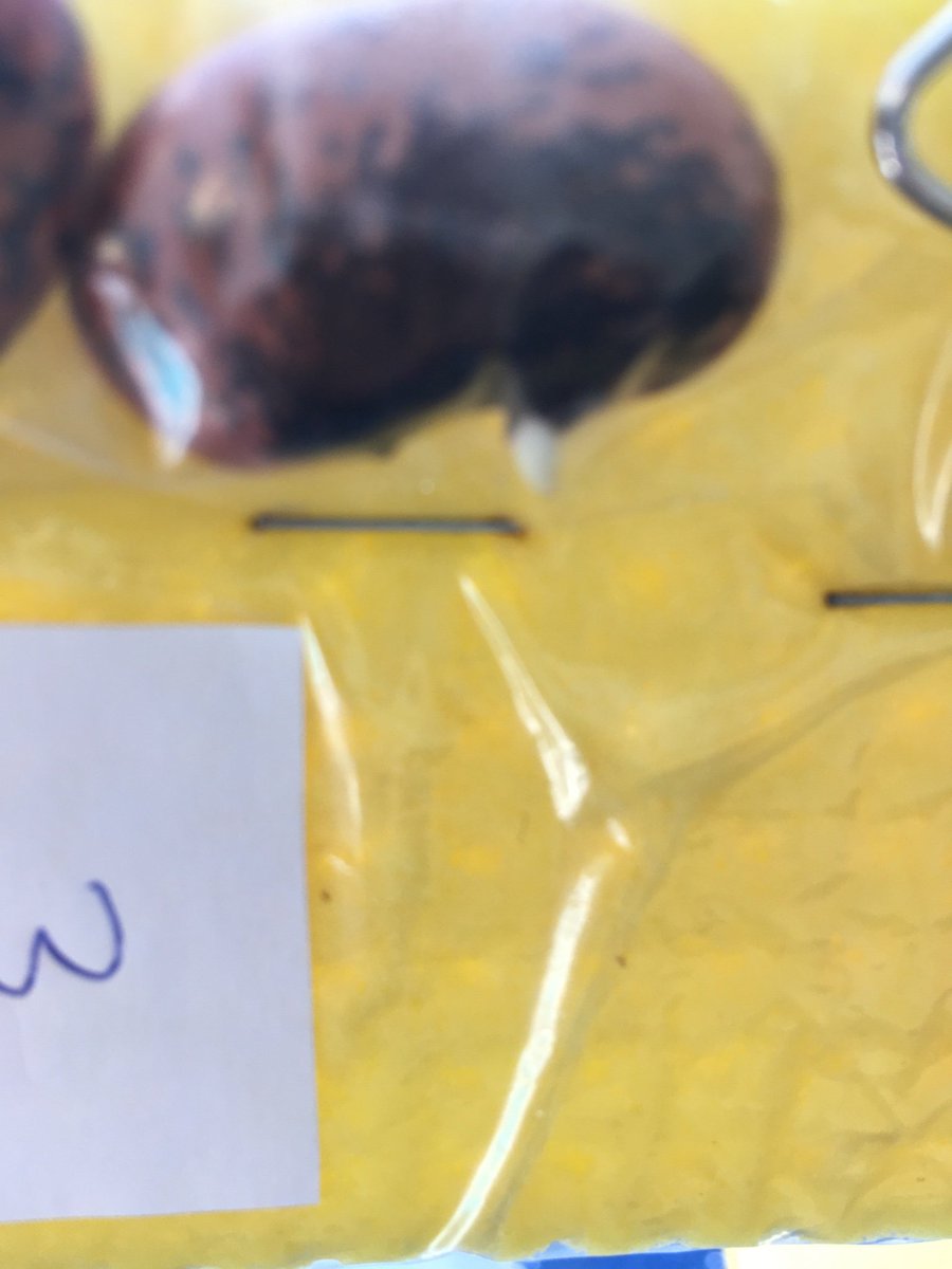 pjp_ie's tweet photo. Our Beany Bag Experiment is working ! Look at the little white roots starting to appear 🌱 #MsMagner #Science #Experimenttime @Usborne @science_blast @ScienceWeek @PDSTPrimSTEM https://t.co/Q4cZURR8VR