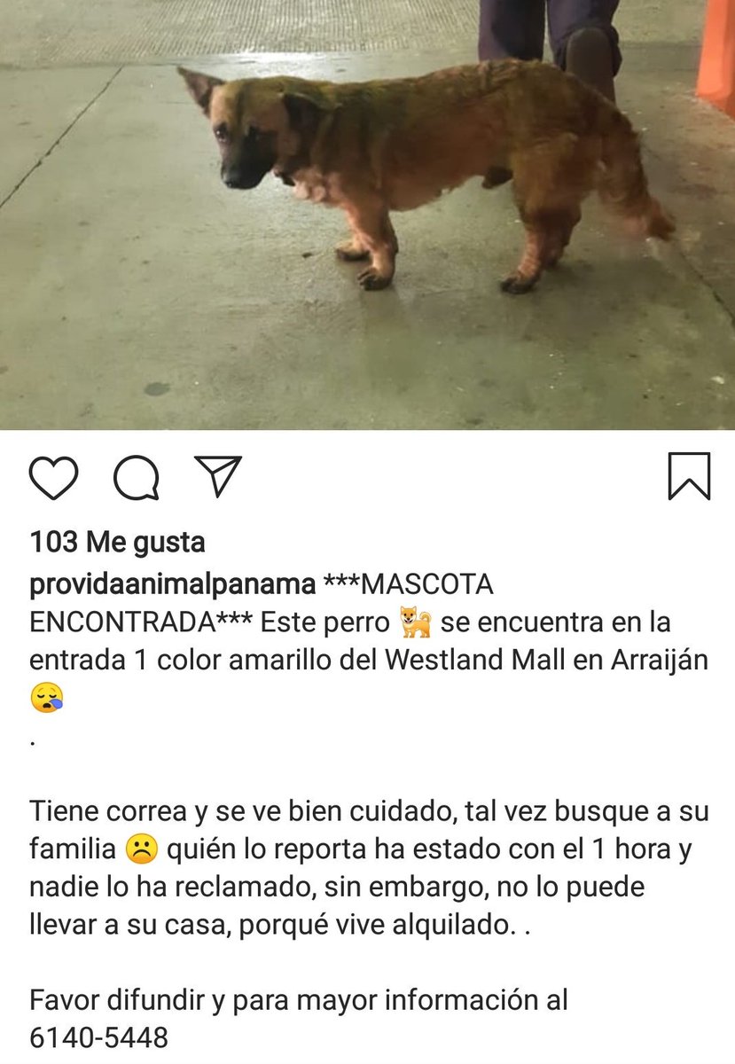 ChiaraFongM's tweet photo. Esta carita me dio tristeza😔. Favor difundir para ver si conseguimos encontrar su hogar u otra casa quien lo pueda cuidar. Please RT https://t.co/hYICZn1Mq2