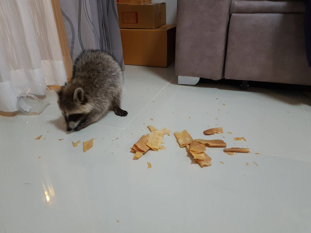 น้องเฟินรอส้มฤดูหนาว on Twitter: น้องเฟินรอส้มฤดูหนาว On Twitter: