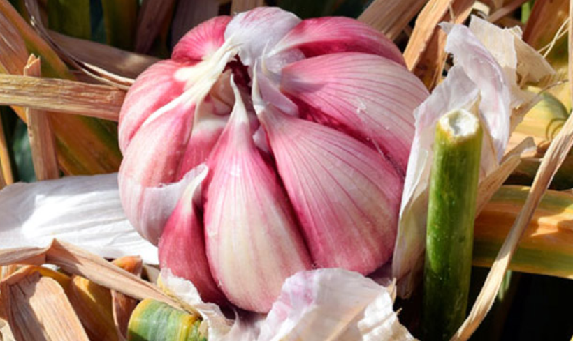 FruitvegEUROPE's tweet photo. 📢Brazil-unilateral measures against 🇪🇺#GARLIC: 19% TRQ increase!!
@EUCOFEL_EU:
- the decision is disproportionate, illegal & against @wto rules.
- has requested @PhilHoganEU @MalmstromEU to urgently take the necessary measures to maintain the current TRQ for the #EUGarlic. https://t.co/9afqkFqcny
