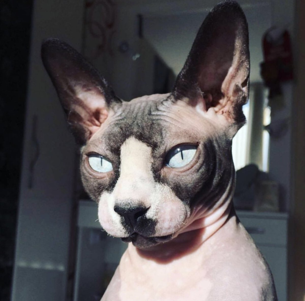 petzbe's tweet photo. #tuesdaymood brought to you by Anubis 😻 Connect with this #exquisite, incredible specimen of #purrrfection today on #Petzbe 📲💙🌀#purrrtty #beauty https://t.co/k6YaMtw6Zb