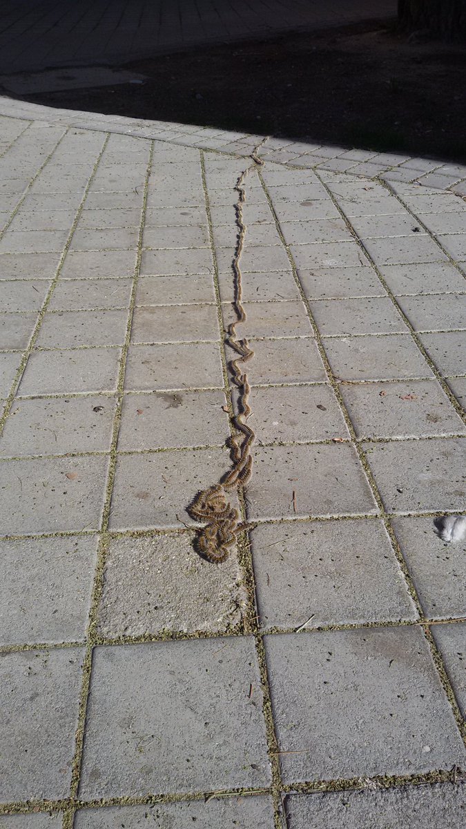 mabidiaz's tweet photo. Esto pasa en #Moratalaz. Por favor #juntadistrito #ayuntamiento #Madrid haced algo aunque en teoria no sea la época aún. #peligroparaperros #procesionarias https://t.co/zYwe5mfusP