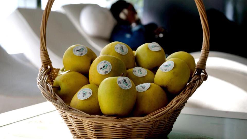 FoundeverAfrica's tweet image. Les grandes favorites du bien être, des pommes bien vertes à pleine maturité 🍏🍏 les meilleurs nutriments qui vous aident à rester en forme.
Eat well, live well !
#SitelFit #SitelAfrique