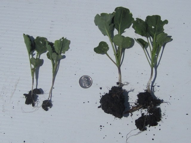 omexag's tweet photo. Seeding in clod, wet or dry conditions can be a challenge. Stop by #OmexCanada booth this week (March 14-16) @ the Felher show and learn how #PrimerZn #PrimerMn #PrimerCu #PulsePrimer #PriumerCanola can help your crop establish a good &amp; healthy root system &amp; bank days to maturity https://t.co/apKPeS3x4T