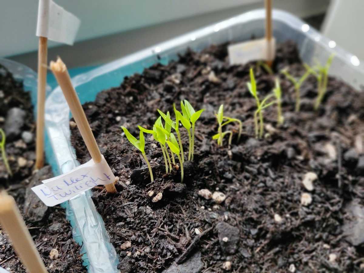 DanielRempe's tweet photo. Die kleinen #NumexTwilight strecken die Köpfe. #BoEhrenfeld #gardening #chilifest #importantthings https://t.co/qZgehO1V1w