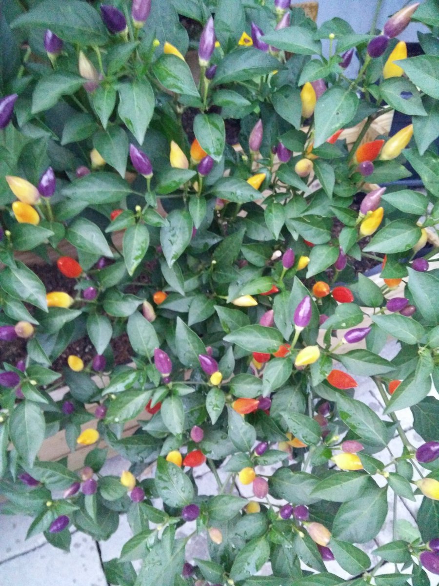 DanielRempe's tweet photo. Die kleinen #NumexTwilight strecken die Köpfe. #BoEhrenfeld #gardening #chilifest #importantthings https://t.co/qZgehO1V1w
