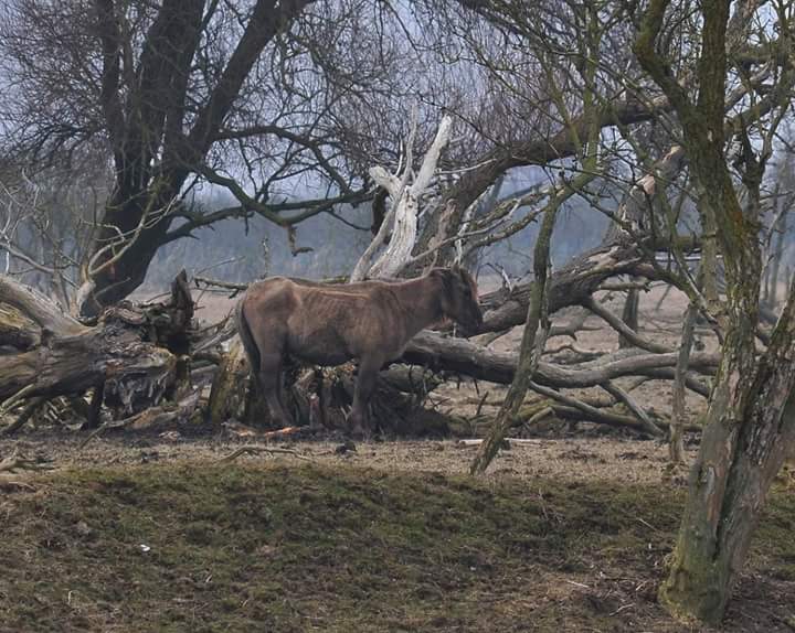 HELPOVP's tweet photo. #SWGG UITHONGEREN DIEREN OOSTVAARDERSPLASSEN = DIERENMISHANDELING Voorzieningsrechter College van Beroep vh bedrijfsleven uitspraak 11-3-2019 artikel 2.1, eerste lid, Wet dieren: het verbod op dierenmishandeling, in elk geval v toepassing voor grote grazers Oostvaardersplassen https://t.co/e3G9fiRX8t